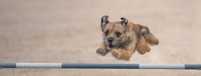 Ein Hund springt über eine Hürde
