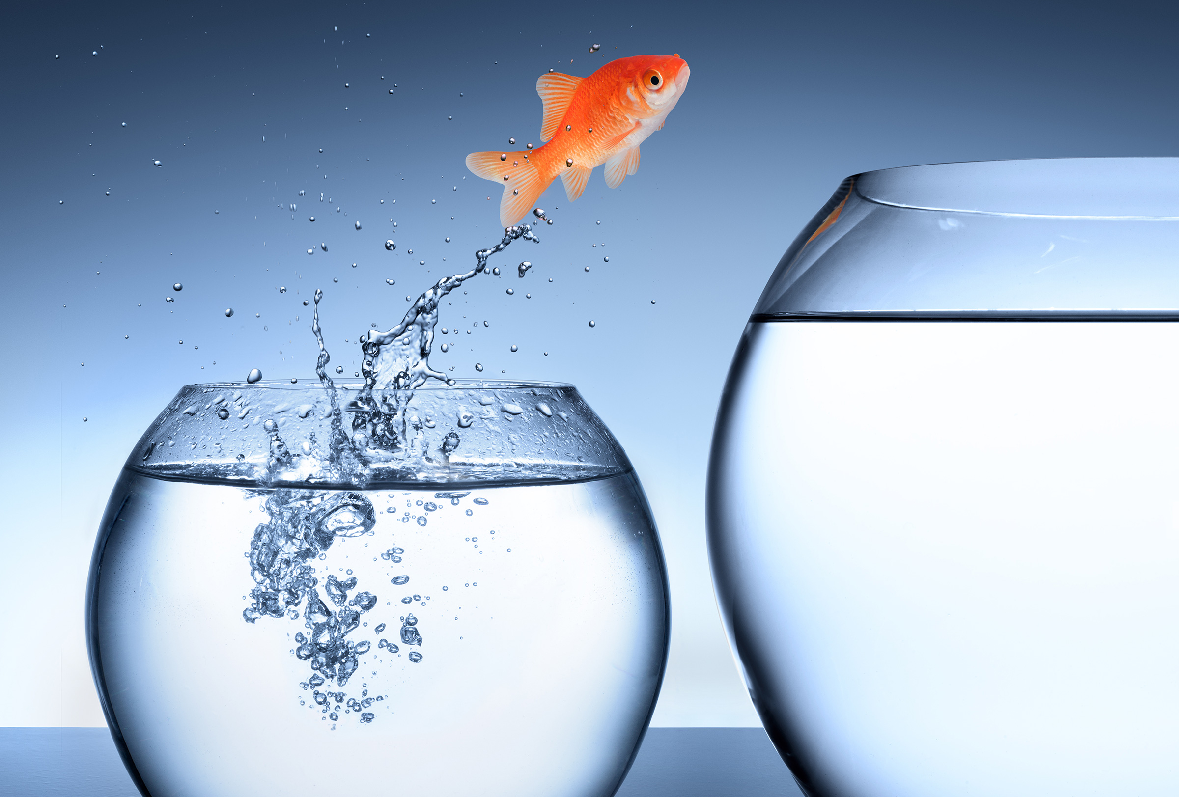 Ein Goldfisch springt aus einem kleinen Glas in ein größeres, Foto: AdobeStock © Romolo-Tavani Ein Goldfisch springt aus einem kleinen Glas in ein größeres, Foto: AdobeStock © Romolo-Tavani
