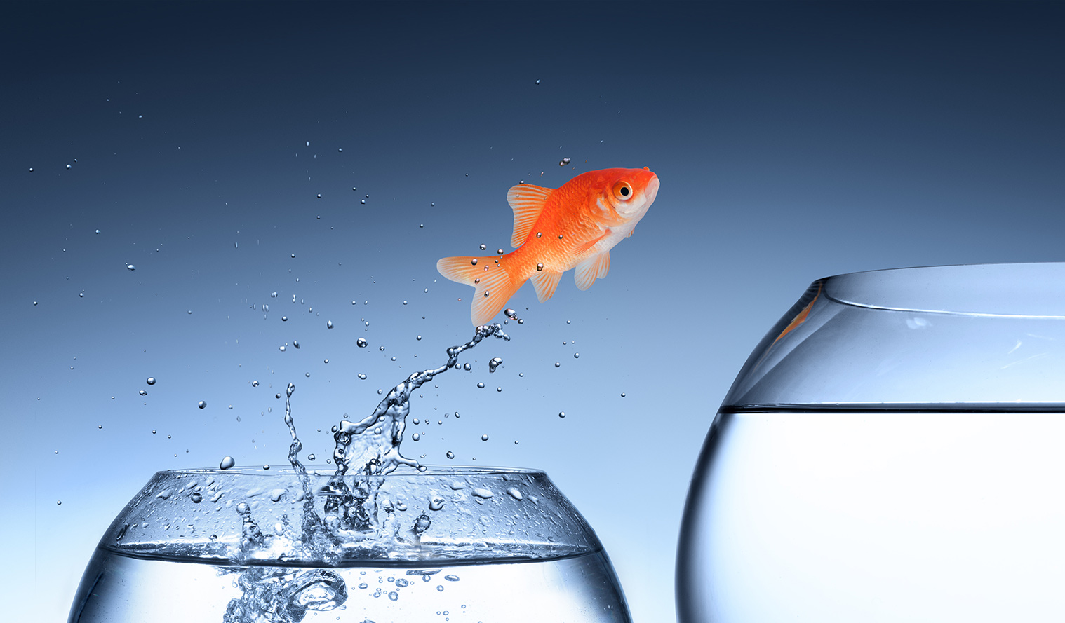Ein Goldfisch springt aus einem kleinen Aquarium in ein wesentlich größeres